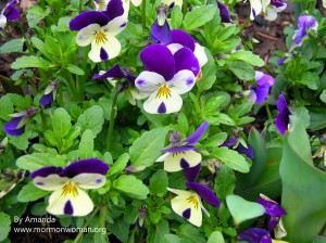 flowers