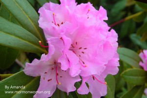pink-flower