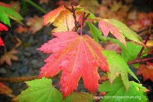 Leaf Leaf