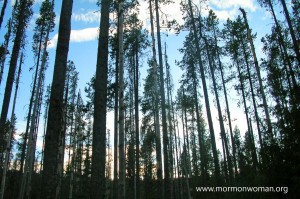 Trees Trees