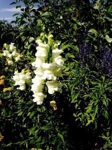 Snapdragon At Mormonwoman.org