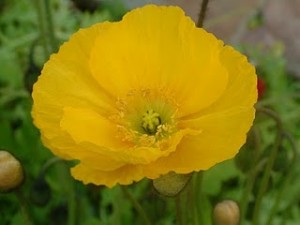 mormon woman cheryl flower