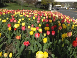 BYU-womens-conference-2011-flowers Tulips at the 2011 BYU Women's Conference