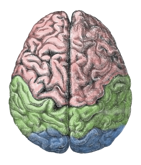 porn-addiction-as-brain-disease Pornography is like a drug -- brain addiction
