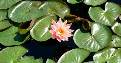 water lily
